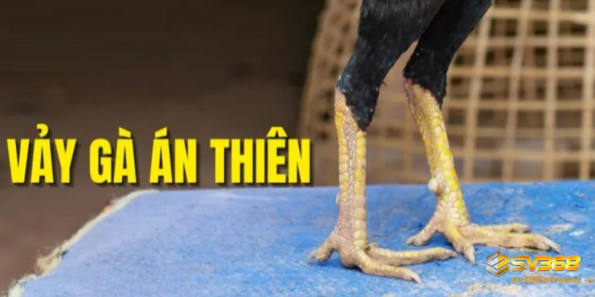 Gà sở hữu vảy Án Thiên giúp người chơi tăng luận nhuận hấp dẫn từ các cuộc thi
