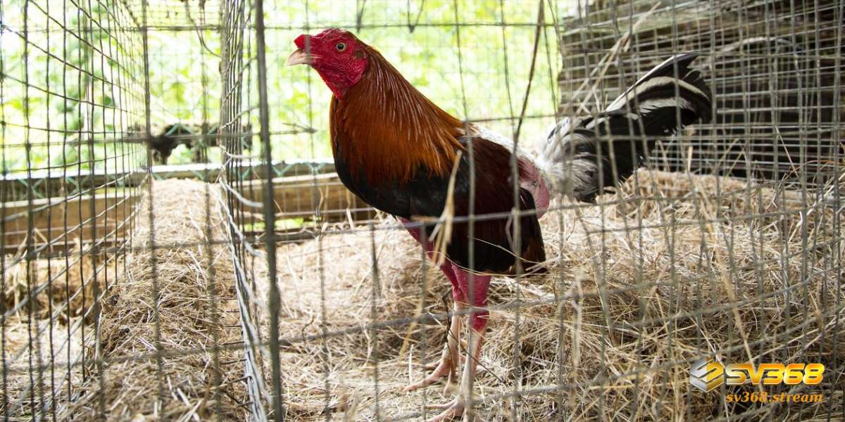 Khi ép cân gà đá bạn cần giữ cho chúng luôn khỏe mạnh